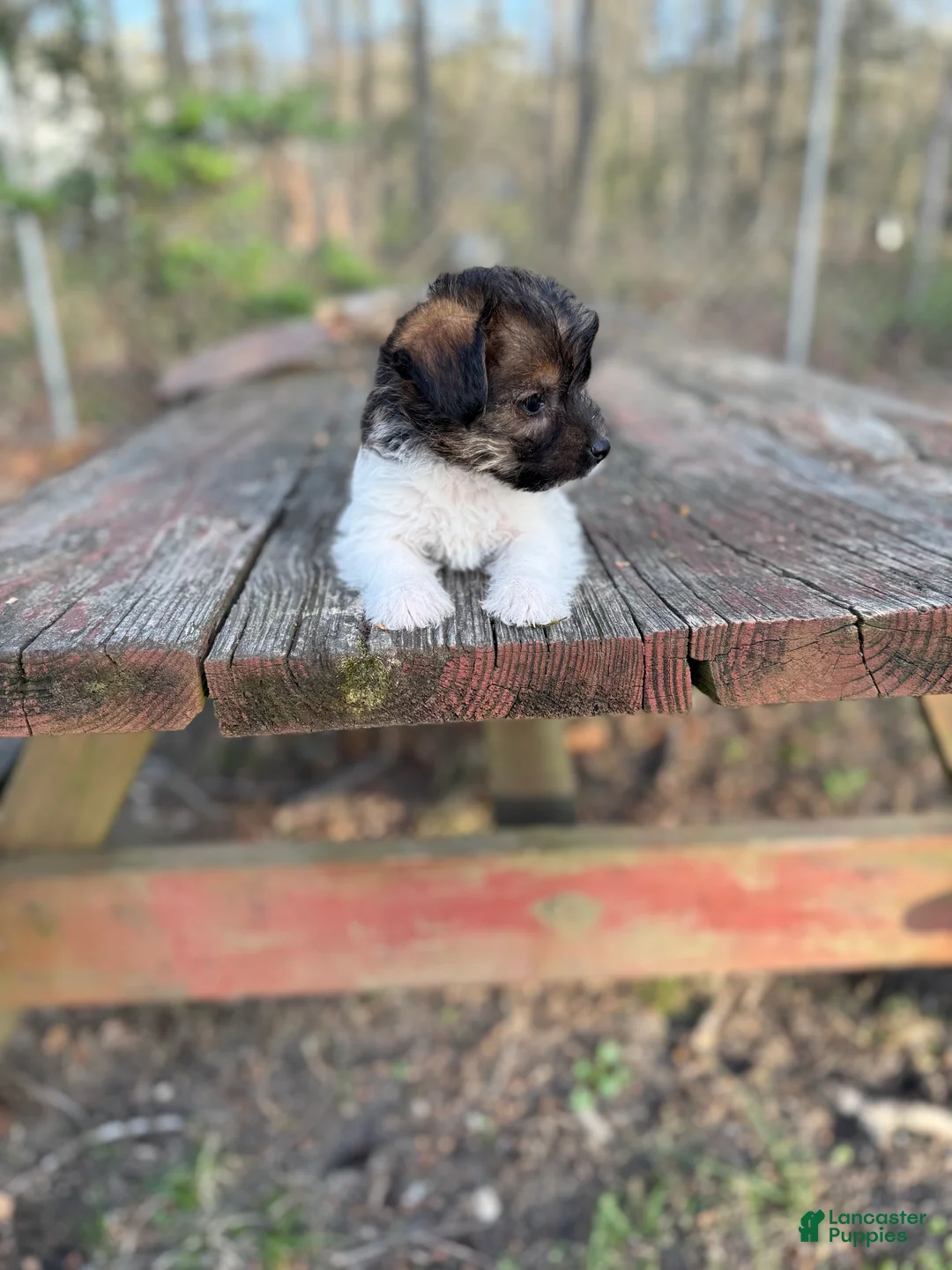 Yorkiepoo dogs for sale: Yorkiepoo Puppy 1 - Ad 3
