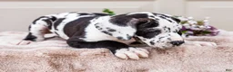 Great Dane dogs for sale: Lilly - Ad 7