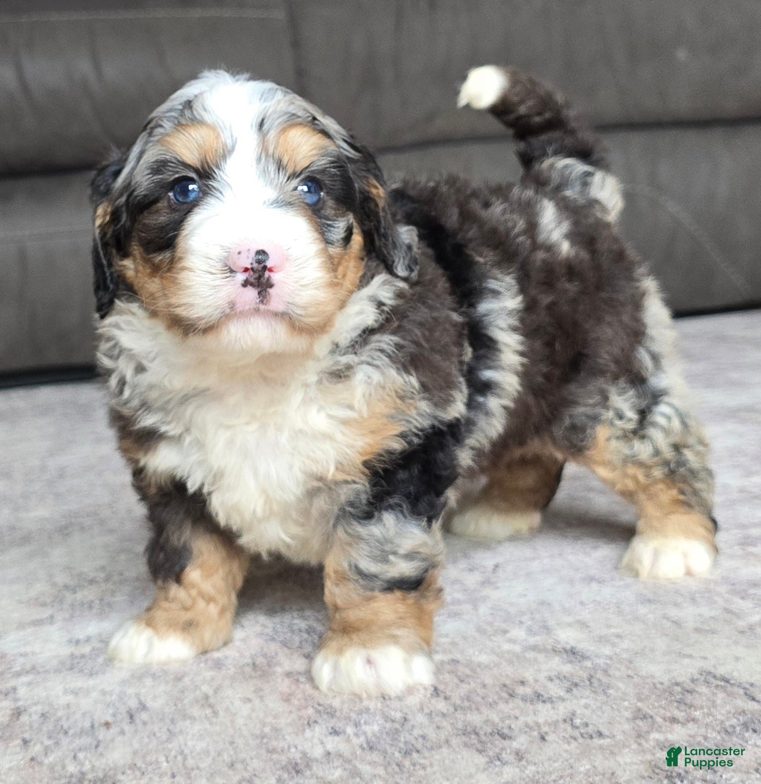 Mini Bernedoodle dogs Mini Archie  - Ad 2