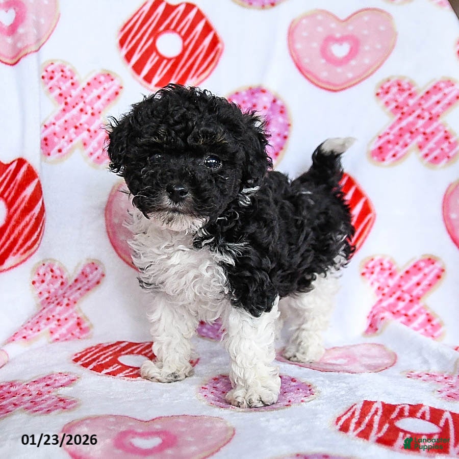 Toy Poodle dogs Twix - Ad 36