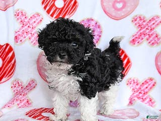 Toy Poodle dogs Twix - Ad 36