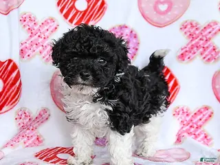 Toy Poodle dogs Twix - Ad 41