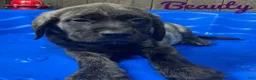 English Mastiff dogs for sale: Beauty - Ad 3