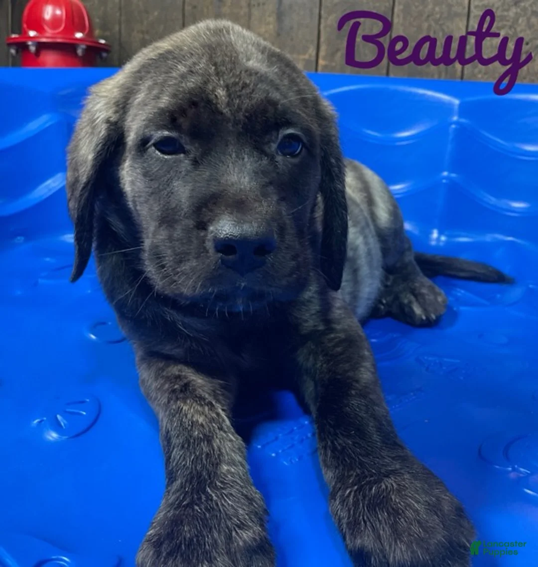 English Mastiff dogs for sale: Beauty - Ad 3