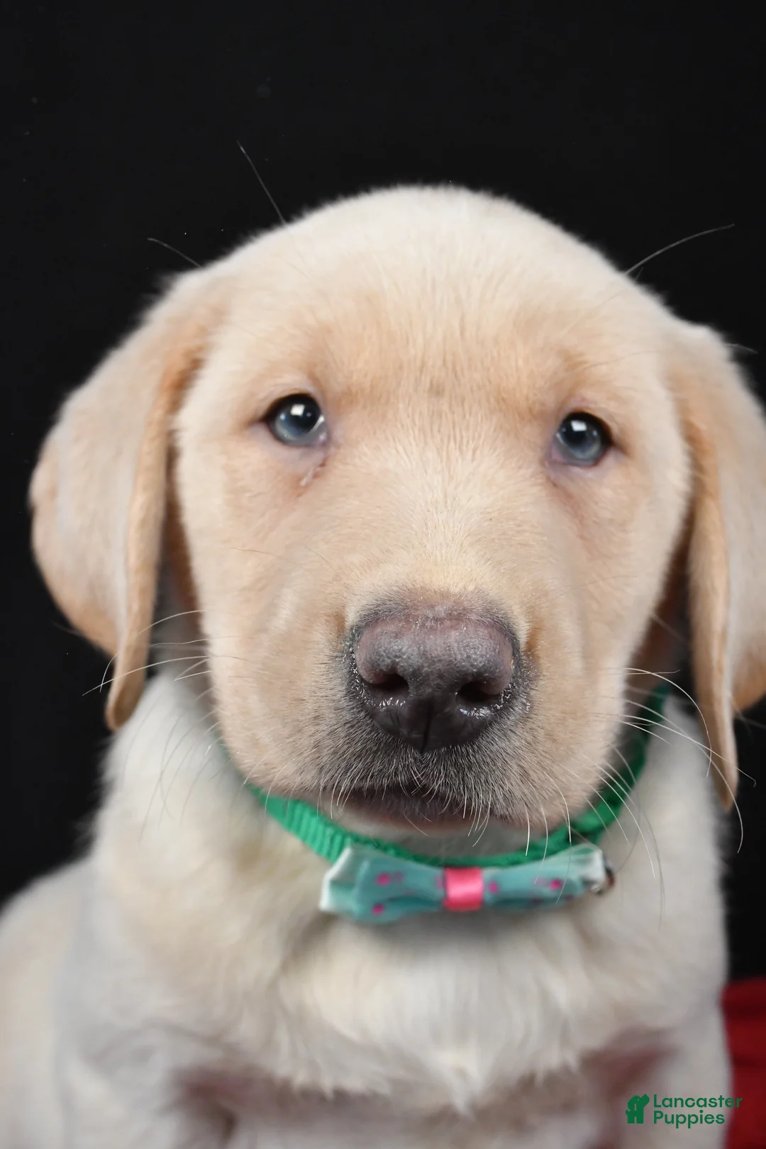 Labrador Retriever dogs for sale: Ranger - Ad 8