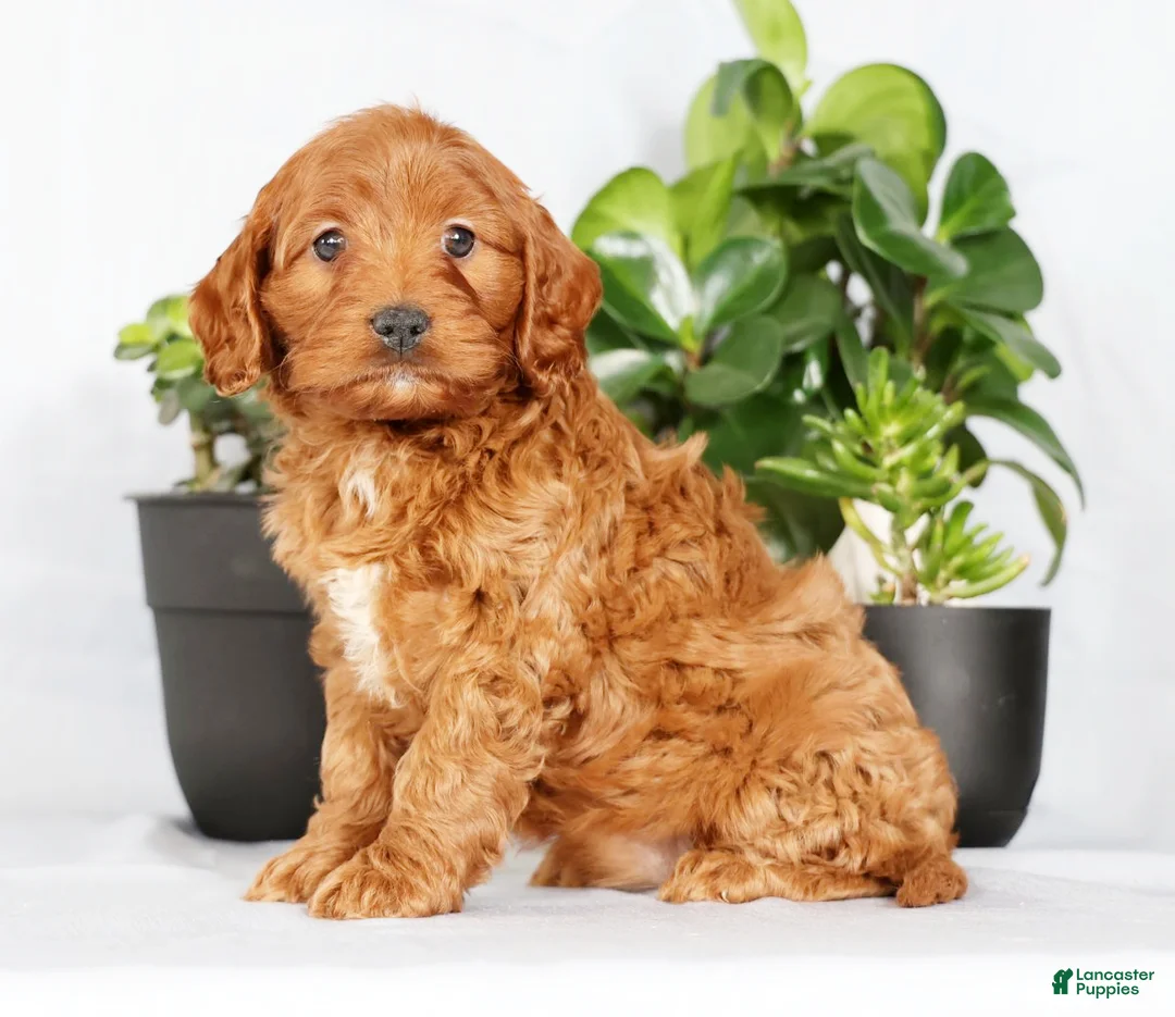 Cavapoo dogs for sale: Mia - Ad 3