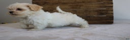 Maltipoo dogs for sale: Katy - Ad 7