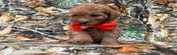 Cavapoo dogs for sale: Archie - Ad 6