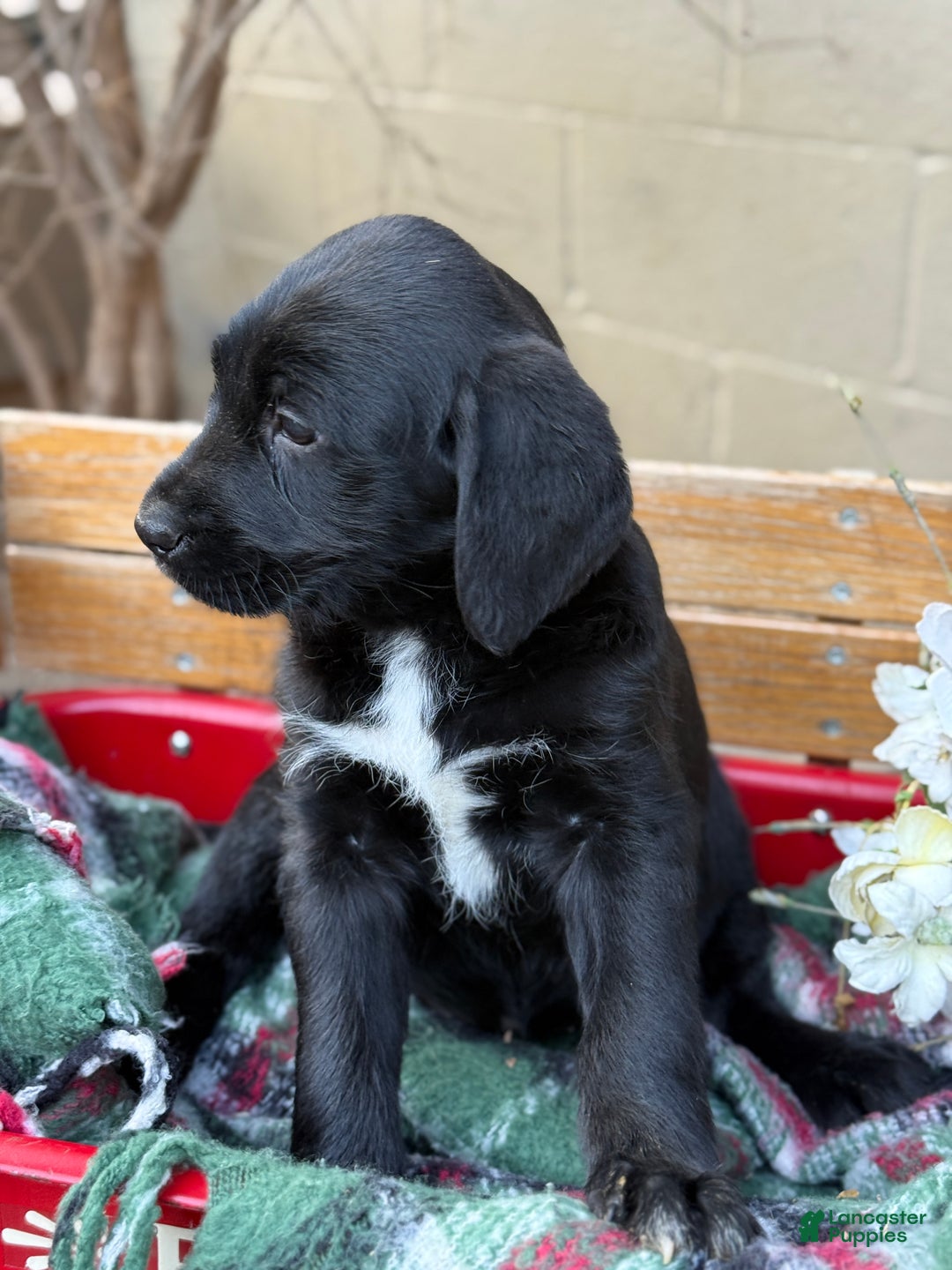 Mixed Breed dogs for sale: Rubie - Ad 8