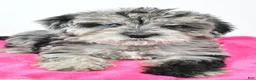 Yorkiepoo dogs for sale: Laci - Ad 4