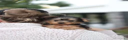 Yorkiepoo dogs for sale: Tucker - Ad 12
