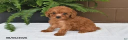 Toy Poodle dogs for sale: Maggie - Ad 1