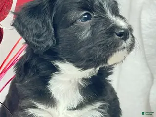 Mixed Breed dogs for sale: Mixed Breed Puppy 2 - Ad 4