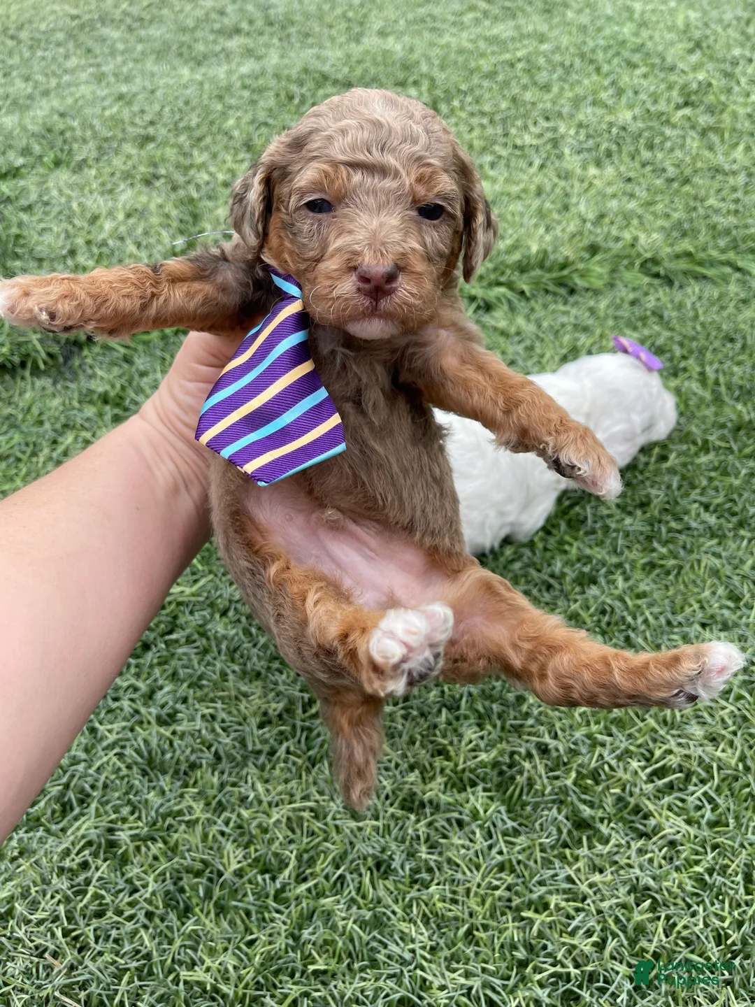 Miniature Poodle dogs for sale: Akc Clear 🧬 Chocolate Phantom Merle - Ad 2