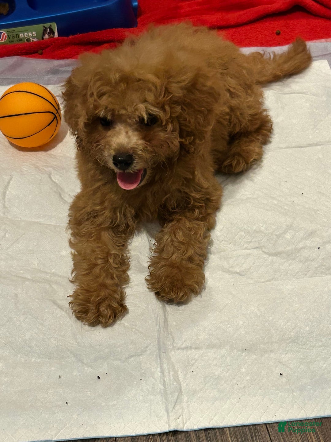 Gallery Image {{count}}