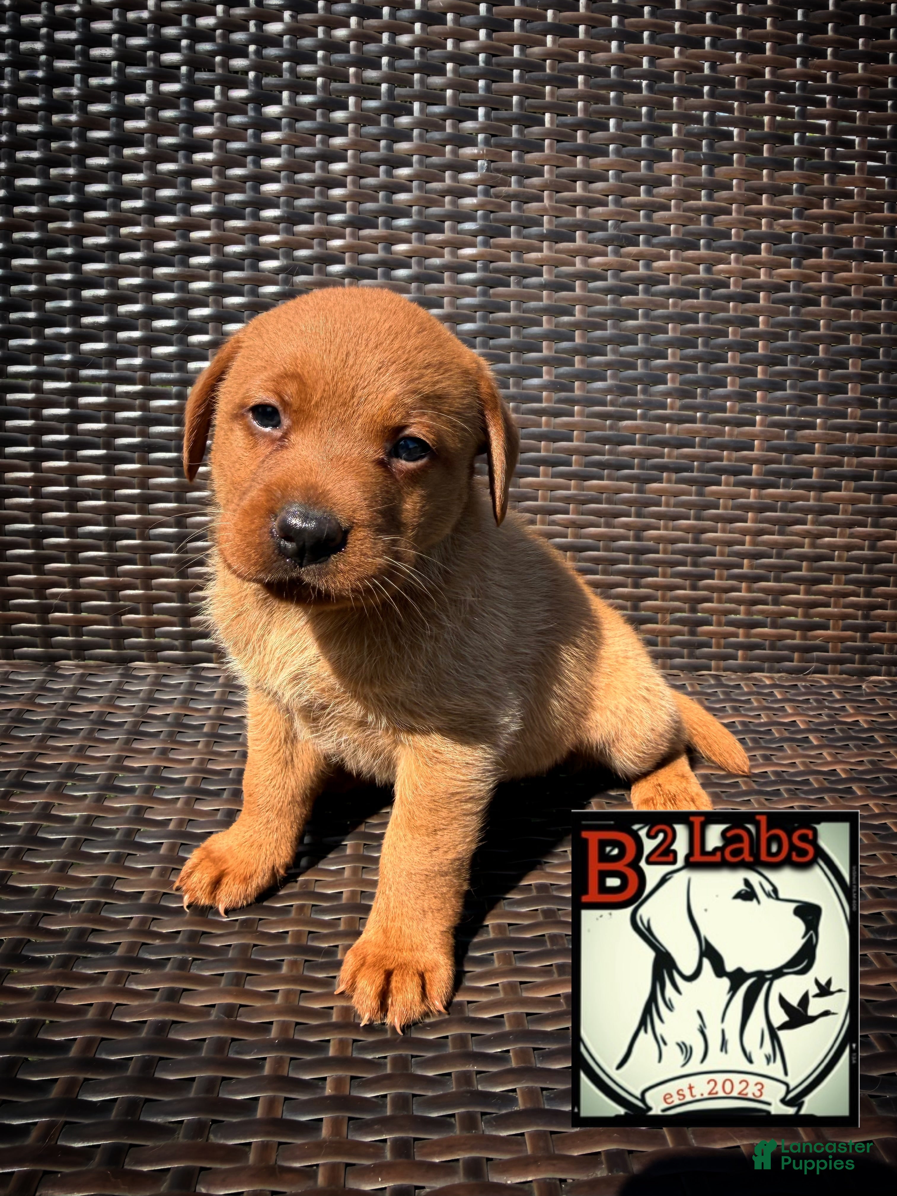 Labrador Retriever dogs Sadie - Ad 2