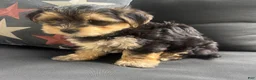 Morkie dogs for sale: Louis - Ad 5
