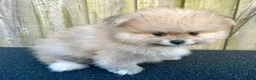 Pomeranian dogs for sale: Kayla - Ad 18