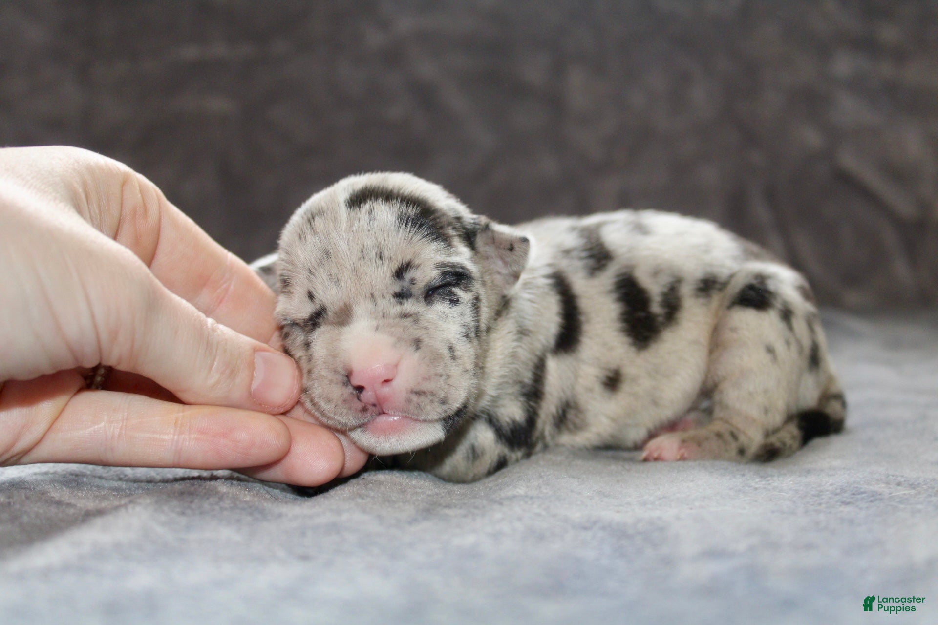 American Bully dogs Hera - Ad 2