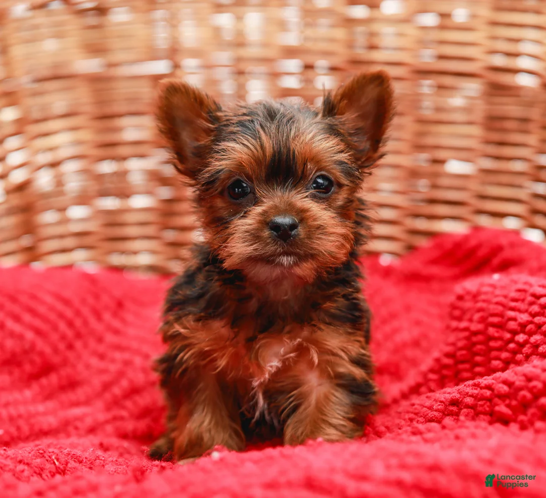 Yorkshire Terrier dogs for sale: Lady (Extra Small) - Ad 3
