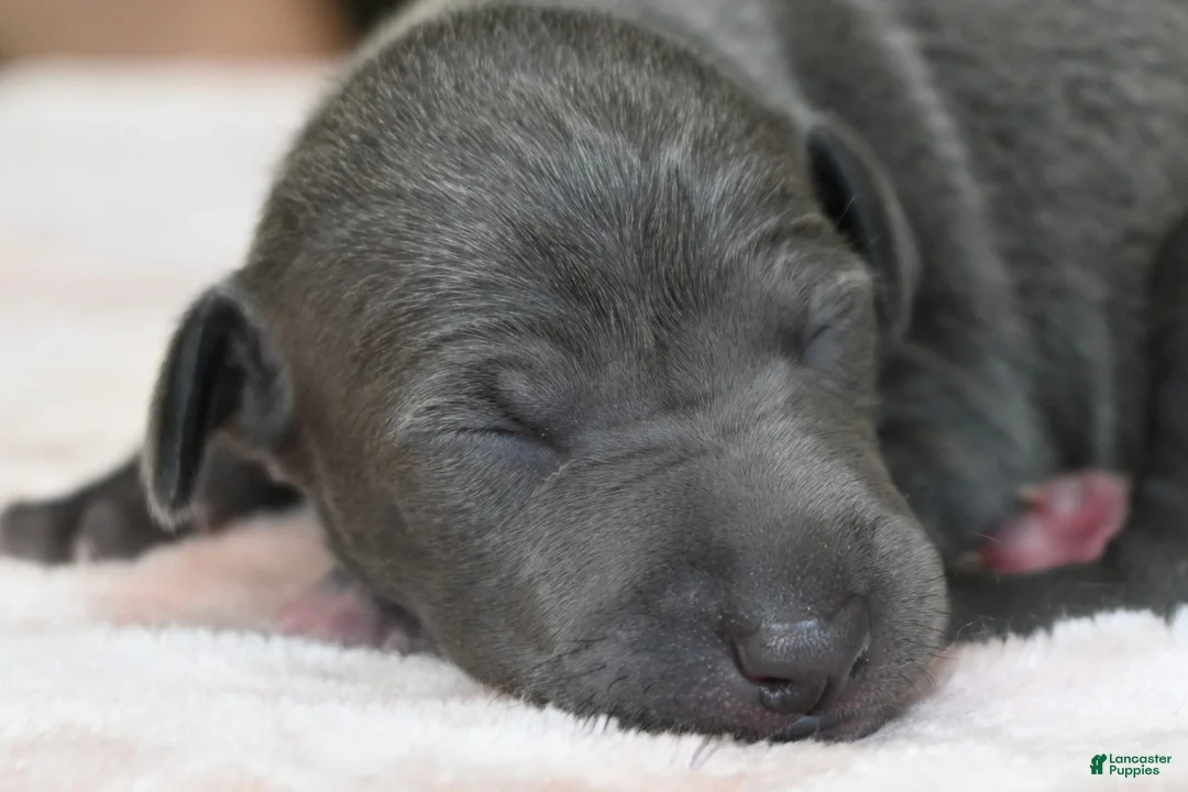 Italian Greyhound dogs for sale: Quincy - Ad 2