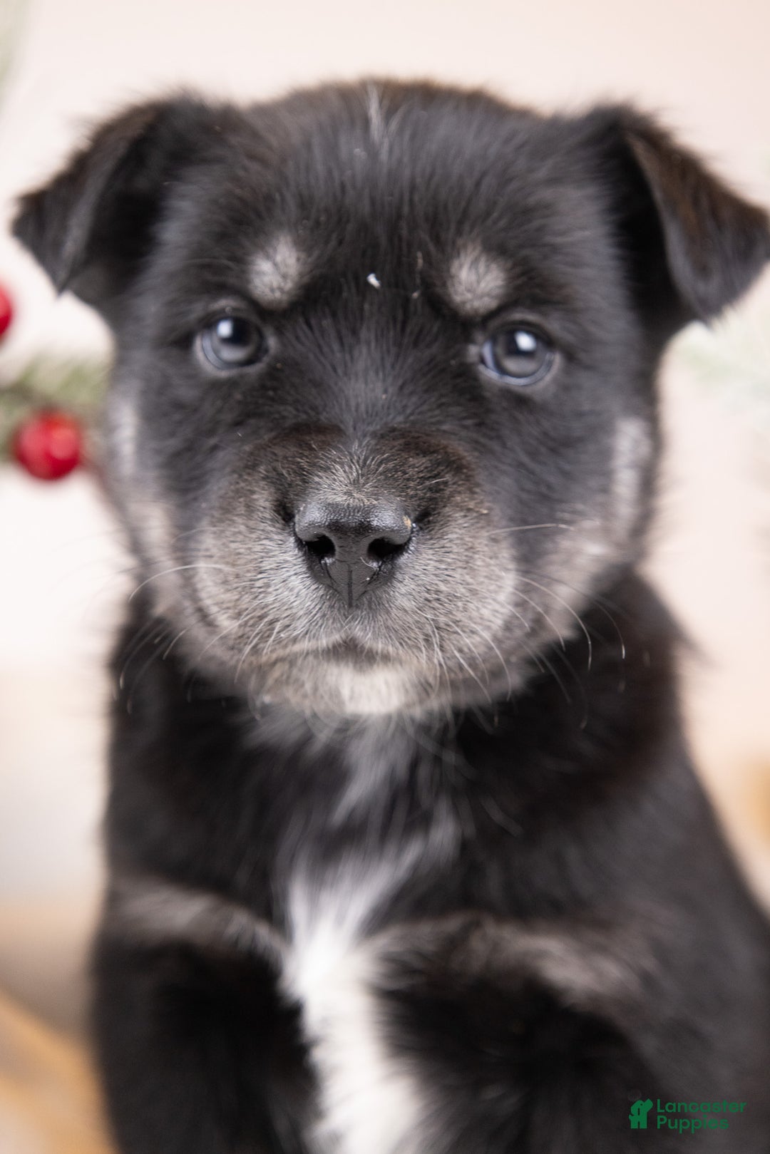 Goberian dogs for sale: Bear - Ad 25