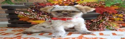 Shih Tzu dogs for sale: Riley - Ad 10