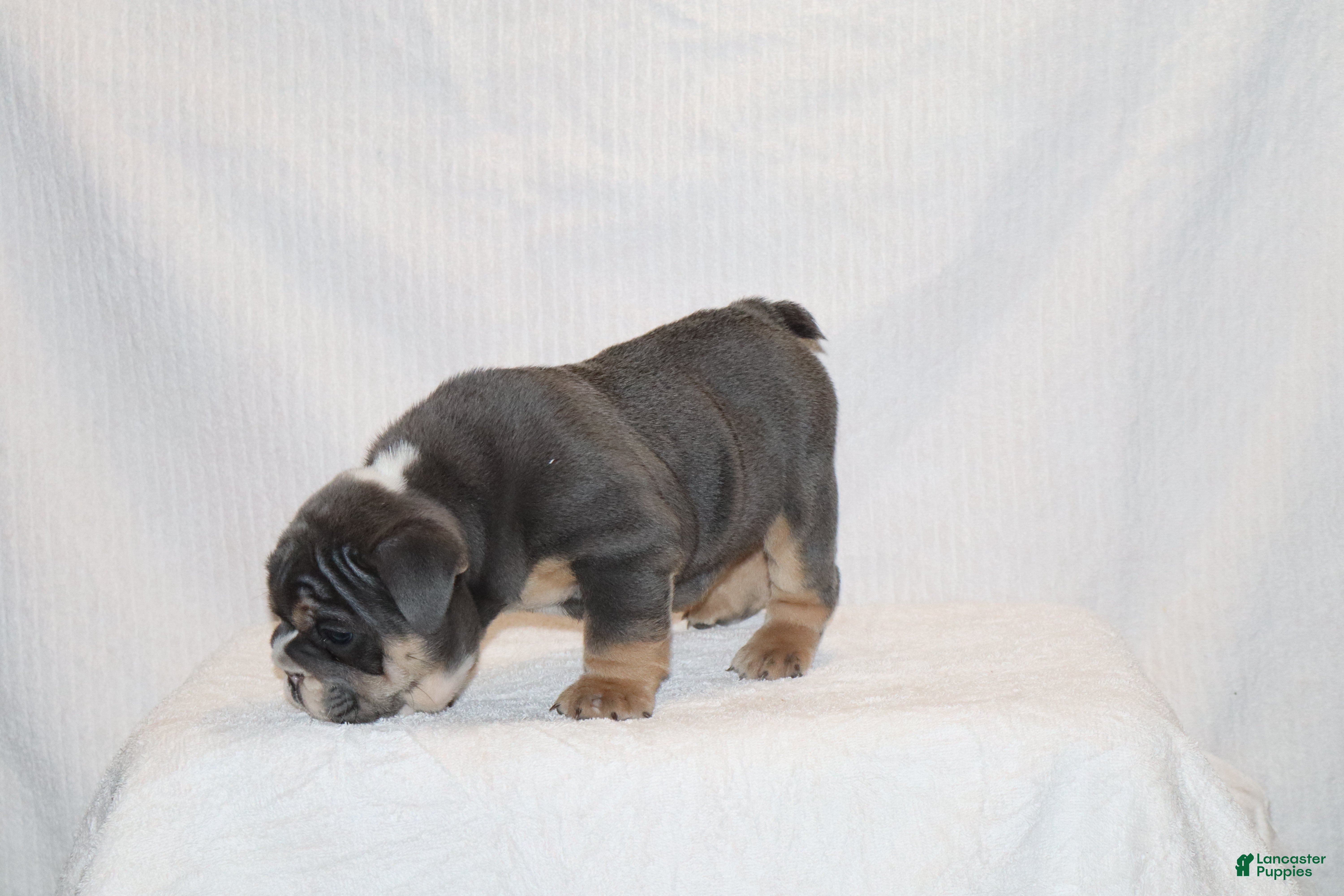 English Bulldog dogs Madalyn - Ad 2