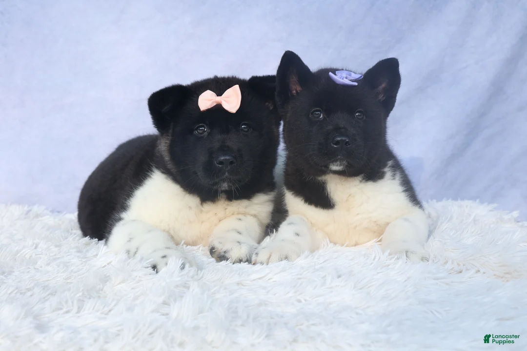 Akita dogs for sale: Oakley - Ad 17