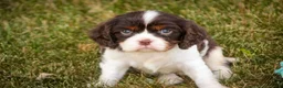 Cavalier King Charles Spaniel dogs for sale: Presley Cavalier King Charles Spaniel  - Ad 4
