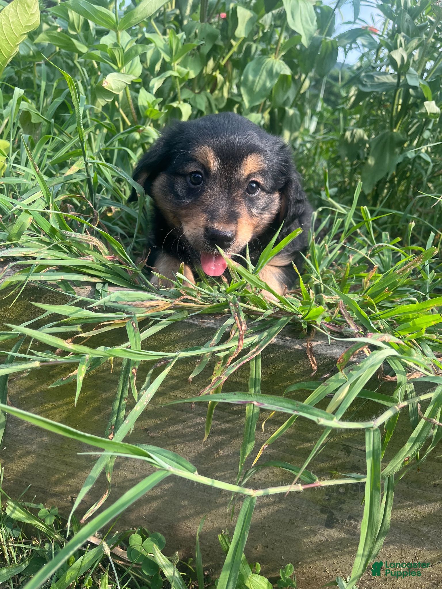 Mixed Breed dogs Lilly - Ad 2