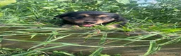 Mixed Breed dogs for sale: Lilly - Ad 2