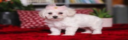 Bichon Frise dogs for sale: Rosie - Ad 4