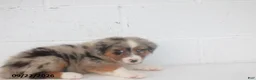 Australian Shepherd dogs for sale: Barbie - Ad 3