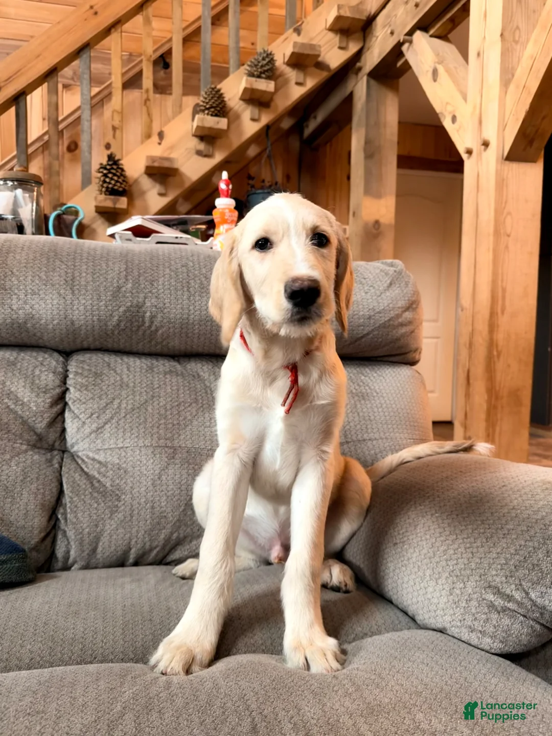 Labradoodle dogs for sale: Otis - Ad 1