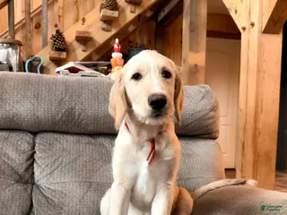 Labradoodle dogs Otis - Ad 16