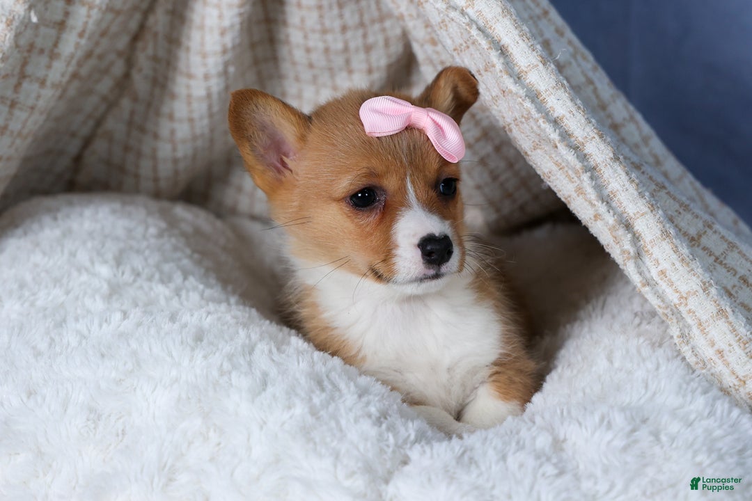 Welsh Corgi Pembroke dogs for sale: Amber - Ad 6