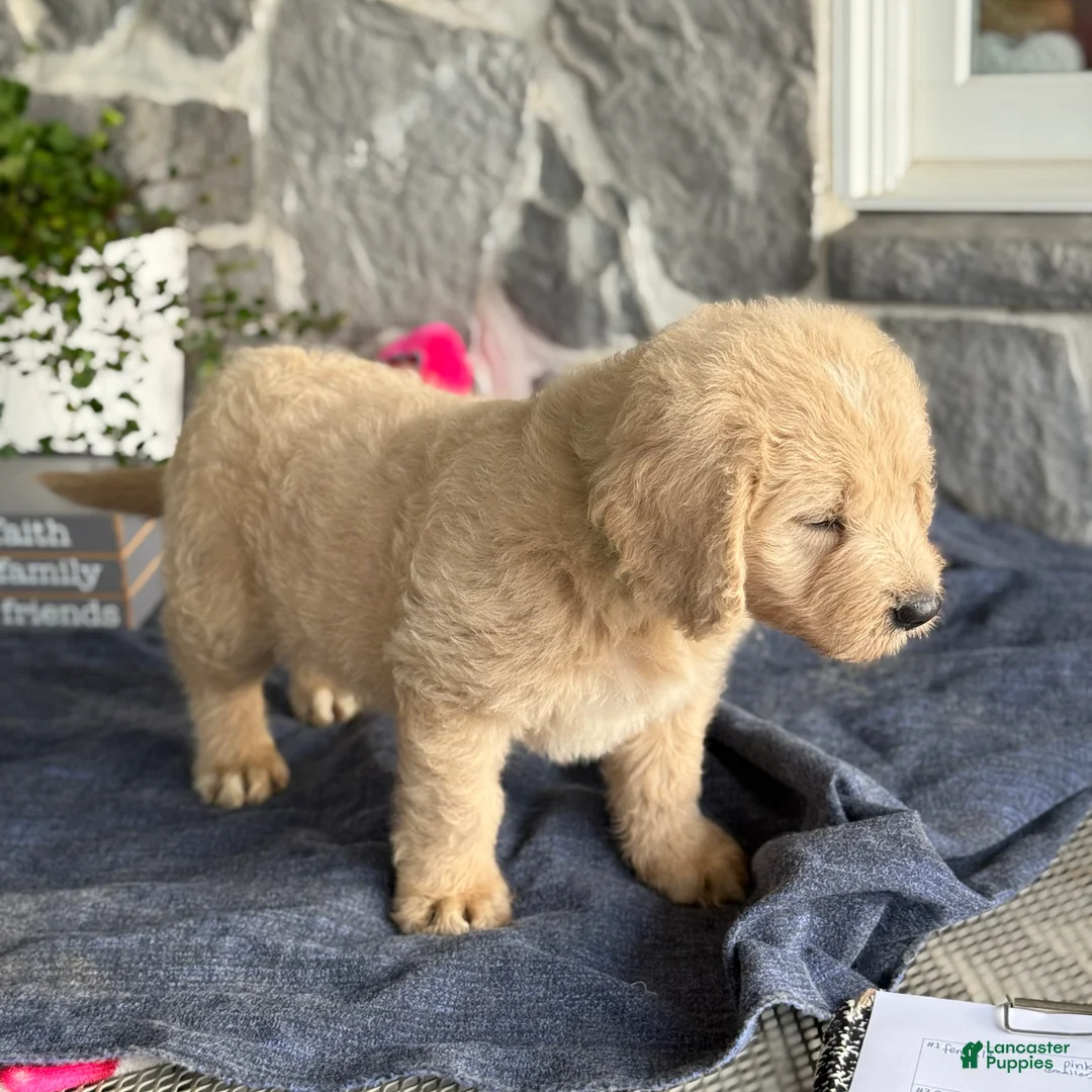 Goldendoodle dogs for sale: Nash - Ad 2