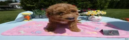 Mini Goldendoodle dogs for sale: Mini Goldendoodle 3 Starburst - Ad 2