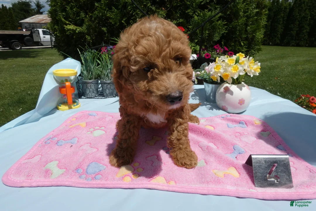 Mini Goldendoodle dogs for sale: Mini Goldendoodle 3 Starburst - Ad 2