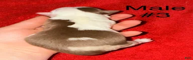 Toy Australian Shepherd 3