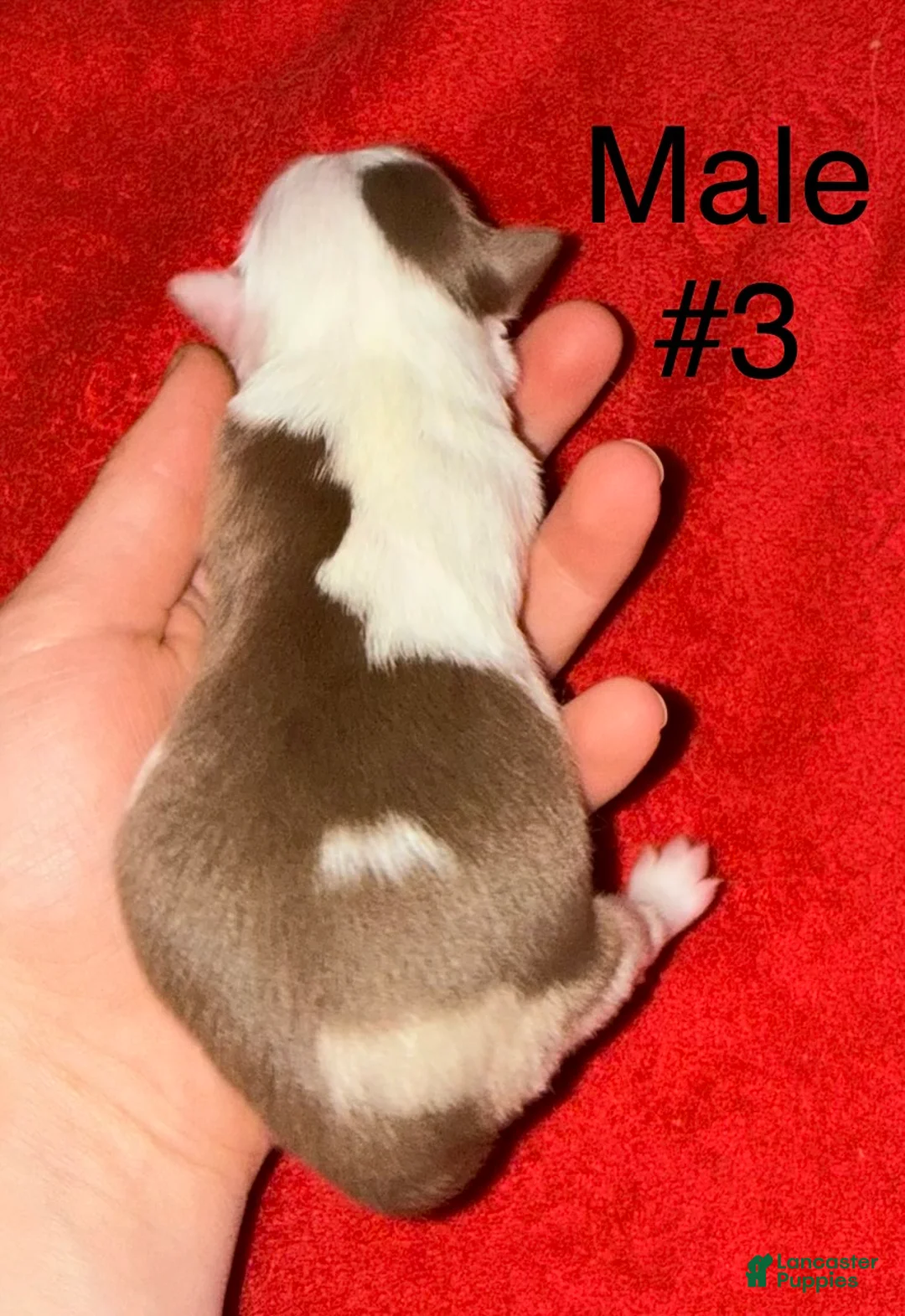 Toy Australian Shepherd dogs for sale: Toy Australian Shepherd 3 - Ad 1