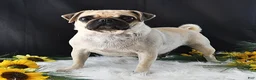 Pug dogs for sale: Jordan - Ad 5