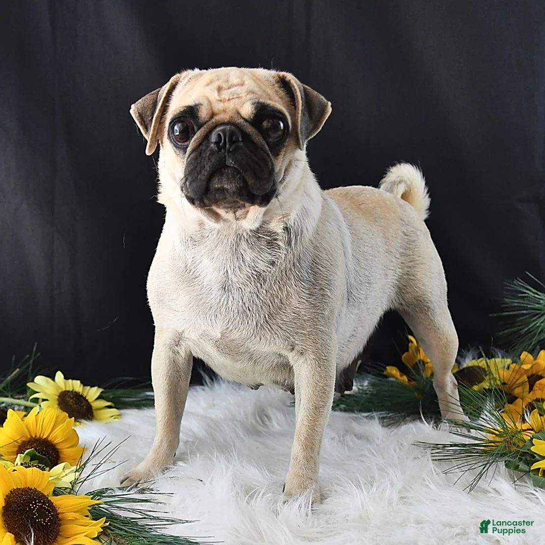Pug dogs for sale: Jordan - Ad 5