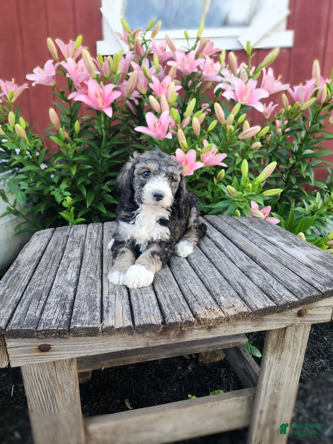 Bernedoodle dogs for sale: Chloe - Ad 2