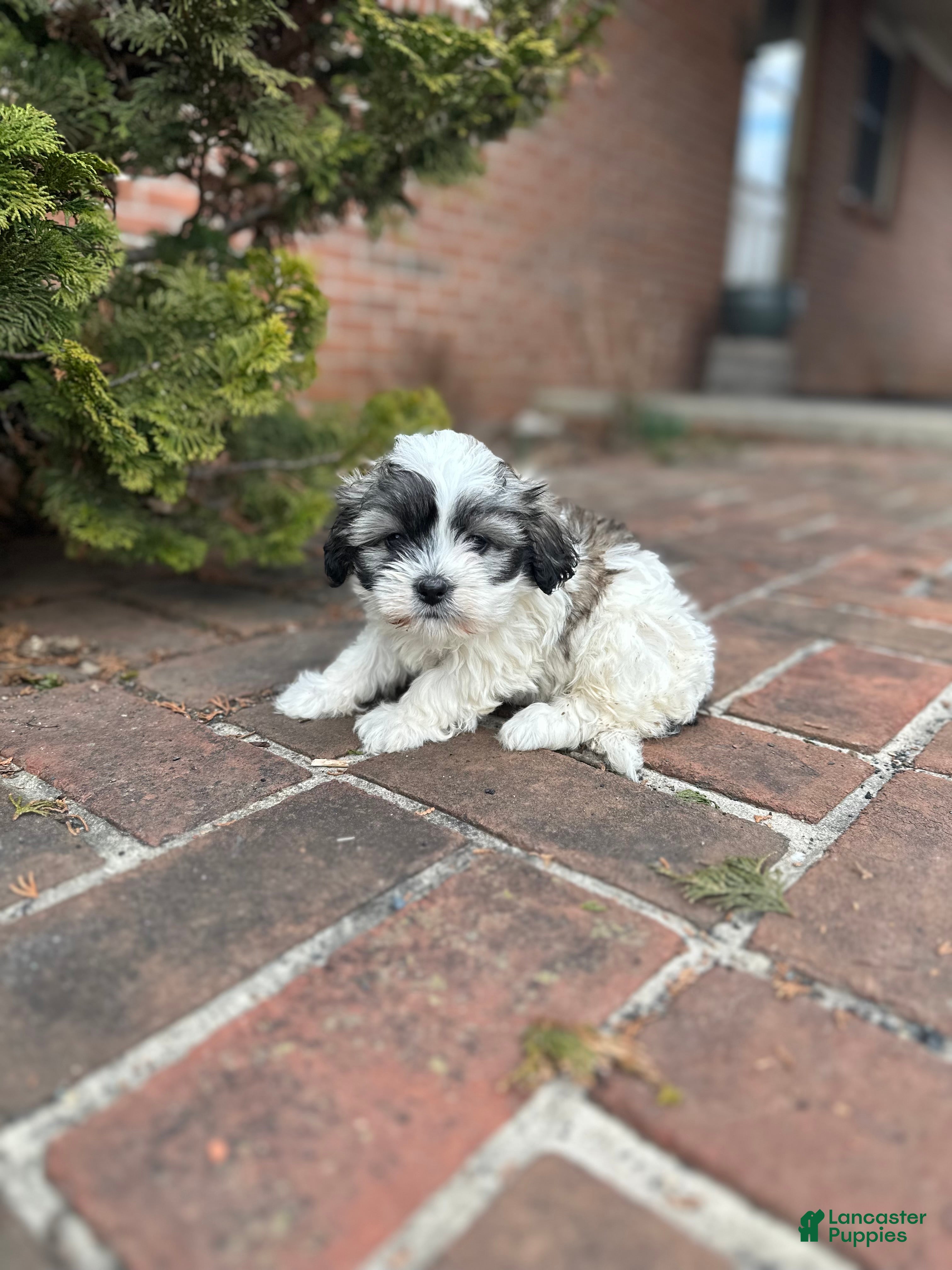 Teddy Bear dogs Gracie - Ad 1