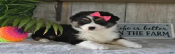 Australian Shepherd dogs for sale: Dolly - Ad 3