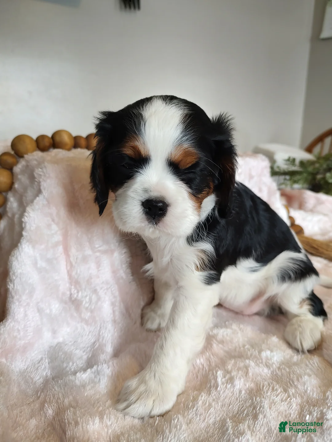 Cavalier King Charles Spaniel dogs for sale: Daisy  - Ad 3