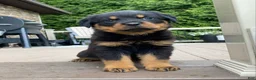 Rottweiler dogs for sale: Otto - Ad 3