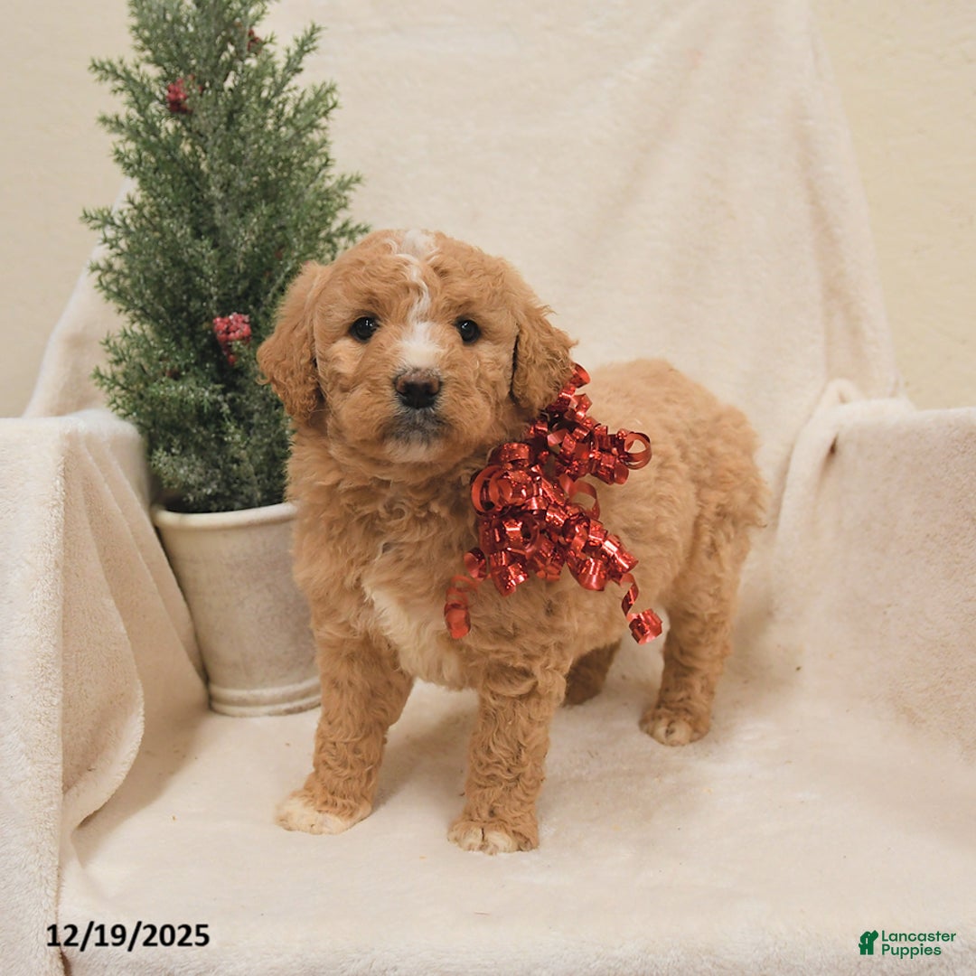 Goldendoodle dogs for sale: Moose - Ad 3